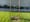 A sapling sycamore tree, recently planted in a grassy parkway in front of a white stone walled building.